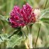 Trifolium alpestre - inflorescence