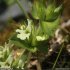 Sideritis hyssopifolia s. eynensis - fleur
