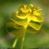 Euphorbia cyparissias - inflorescence