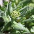 Lepidium draba - bouton floral