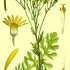 Jacobaea erucifolia - wikimedia commons