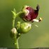 Scrophularia provincialis - fleur