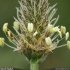 Plantago lanceolata - inflorescence