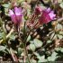 Chaenorrhinum origanifolium s. origanifolium - fleurs