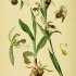 Ophrys apifera - wikimedia commons