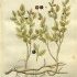 Vaccinium myrtillus - wikimedia commons