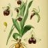Ophrys fuciflora - wikimedia commons