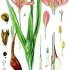 Colchicum autumnale - wikipedia