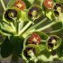 Euphorbia characias - fleur (cyathe)