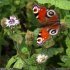 Mentha aquatica et papillon Paon-du-jour (Aglais io)