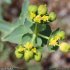 Euphorbia serrata - inflorescence