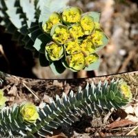 Euphorbe de Corse, Euphorbia myrsinites