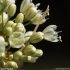 Allium pallens - tépales