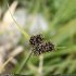 Carex parviflora - inflorescence