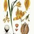 Tulipa sylvestris - wikimedia commons