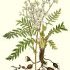 Filipendula vulgaris - wikimedia commons