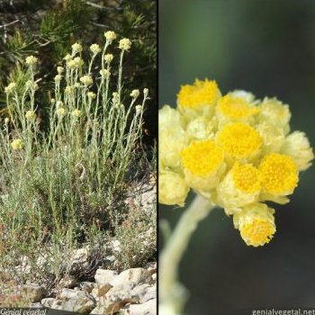 Immortelle, Helichrysum stoechas