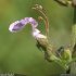 Teucrium botrys - fleur