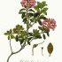Rhododendron ferrugineum - wikimedia commons