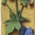 Renoncule bulbeuse – Grandes Heures d'Anne de Bretagne, J. Bourdichon, f34v