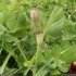Trifolium incarnatum var. incarnatum - tige, feuille, boutons