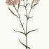 Dianthus superbus - wikimedia commons