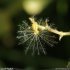 Centranthus ruber - fruit