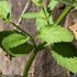 Scrophularia auriculata - tige, feuilles