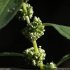 Parietaria officinalis - inflorescence