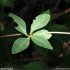 Lonicera periclymenum - feuilles