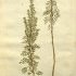 Artemisia abrotanum - wikimedia commons