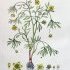 Ranunculus arvensis - wikimedia commons