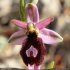Ophrys bertolonii - Fleur