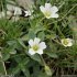 Cerastium latifolium - fleurs