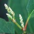 Reynoutria japonica - bouton