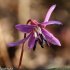 Erythronium dens-canis - fleur