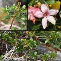 Rhododendron ferrugineux, Rhododendron ferrugineum