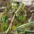 Cerastium pumilum - inflorescence