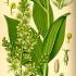 Veratrum album - wikimedia commons