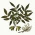 Fraxinus angustifolia - wikimedia commons