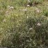 Allium roseum subsp. roseum