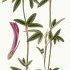 Trifolium alpestre - wikimedia commons