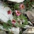 Ranunculus glacialis - fleurs