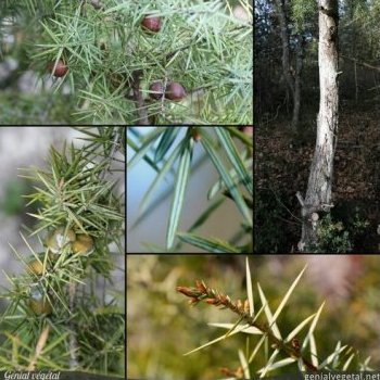 Genévrier cade, Juniperus oxycedrus