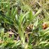 Trifolium alpinum - rejet stérile, feuilles