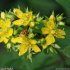 Hypericum tetrapterum - fleurs