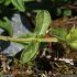 Sideritis hyssopifolia s. eynensis - tige, feuilles