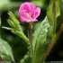 Oenothera rosea - fleur