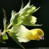 Rhinanthus angustifolius - fleur