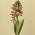 Himantoglossum robertianum - wikimedia commons